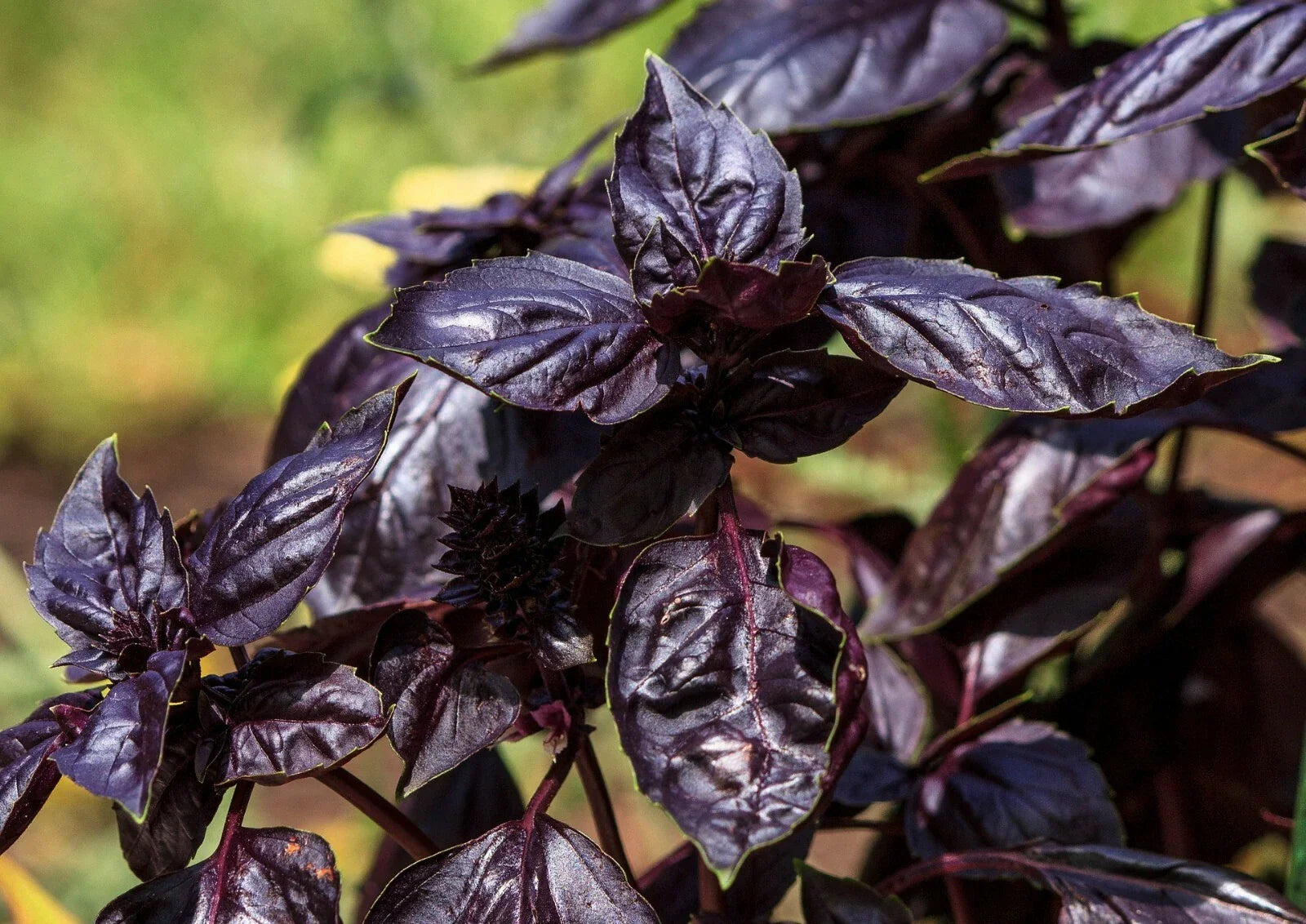 Thai Basil Seeds - Purple Heirloom Variety, Non-GMO, 450+ Seeds, Ocimum Basilicum - Free Shipping!
