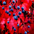 Virginia Creeper Vine Seeds - Fast Hardy Climber - Parthenocissus quinquefolia