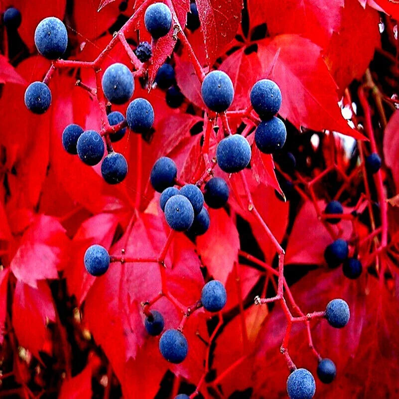 Virginia Creeper Vine Seeds - Fast Hardy Climber - Parthenocissus quinquefolia