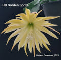 Epiphyllum 'HB Garden Sprite' Unrooted Cutting - Orchid Cactus - First Cutting - Tropical Houseplant