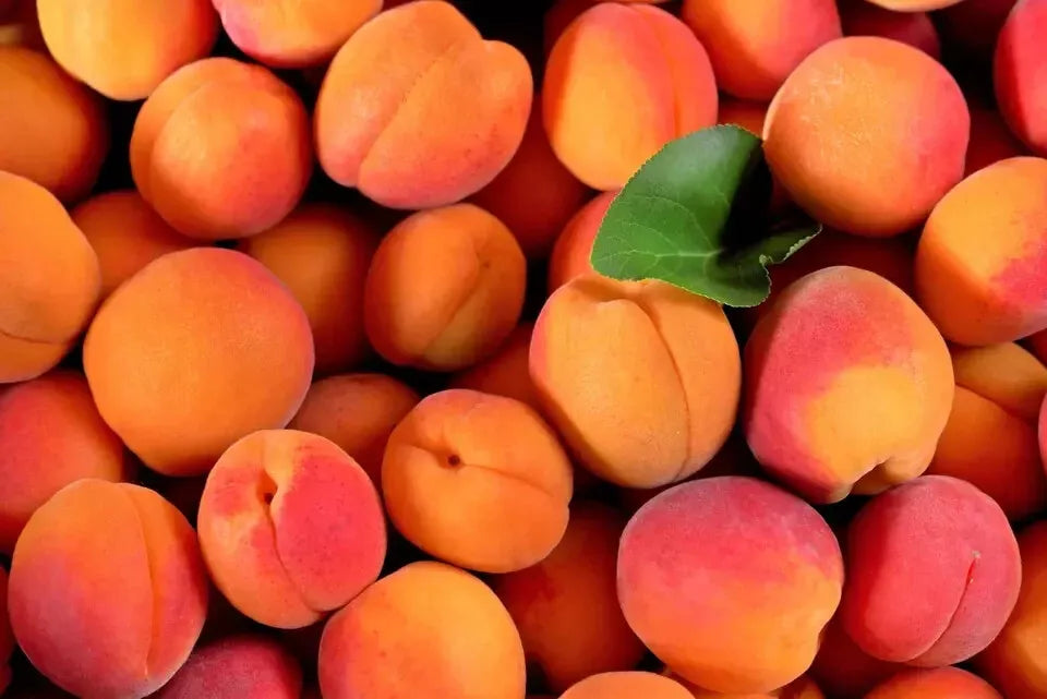 Apricot Tree Seeds 7-Pack - Fast Growing, Fragrant Pink Blooms, Prunus armeniaca, Hardy Zones 3-7, Self-Pollinating
