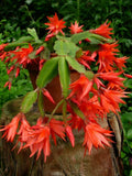 Epiphyllum Orchid Cactus Cutting Plant 6"-10" | Fresh Succulent Variety | Perfect for Indoor Gardening