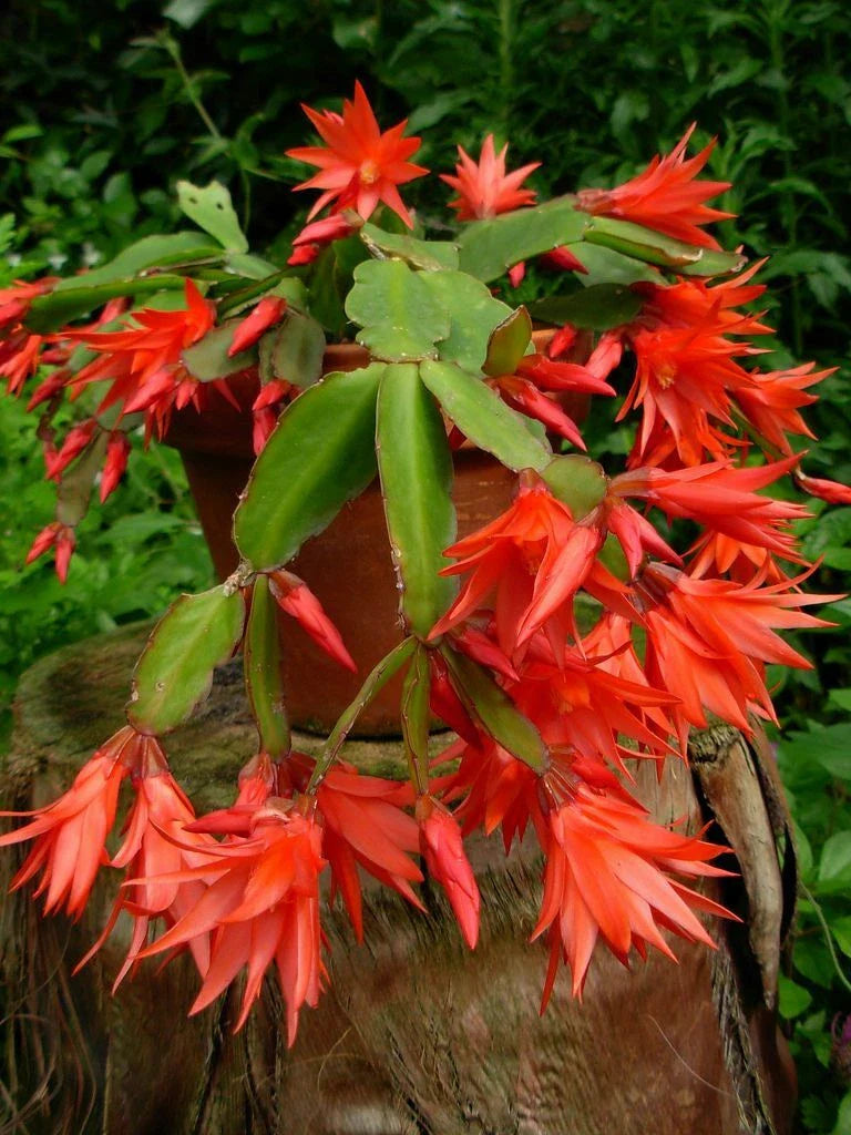 Epiphyllum Orchid Cactus Cutting Plant 6"-10" | Fresh Succulent Variety | Perfect for Indoor Gardening