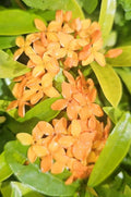 Dwarf Ixora Live Plant - Orange Variety - Well Rooted Starter - Ixora taiwanensis - 5 to 7 Inches Tall - 2 Pack
