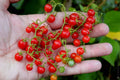 Sweet Pea Currant Tomato Seeds - Tiny Variety - 30+ Seeds - Rare Heirloom (Solanum pimpinellifolium)