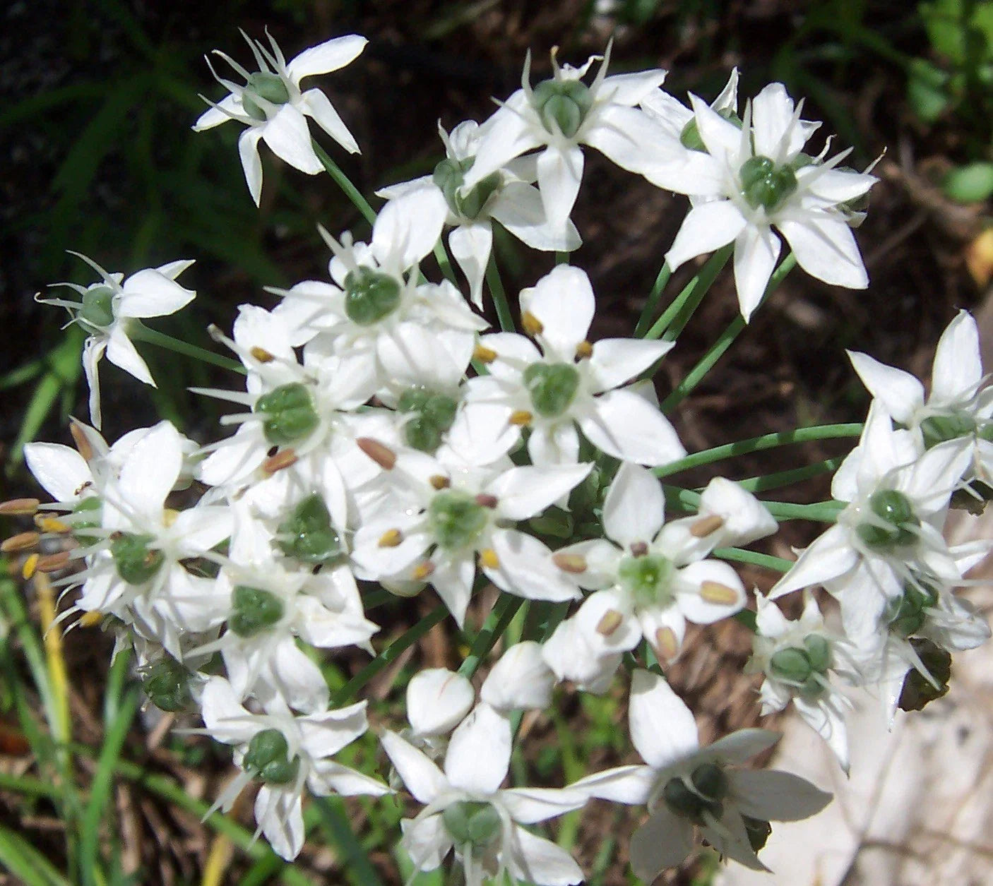 Garlic Chive Herb Seeds - 50 Count - Over-Winter Flavor - Allium tuberosum - Perfect for Culinary Use