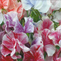 Sweet Pea Seeds | Heirloom Streamer Mix | Flower Seeds | Lathyrus odoratus