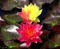 Cold Hardy Waterlily Pond Plant - Wanvisa Variety + Free Bog Plant - Nymphaea spp.