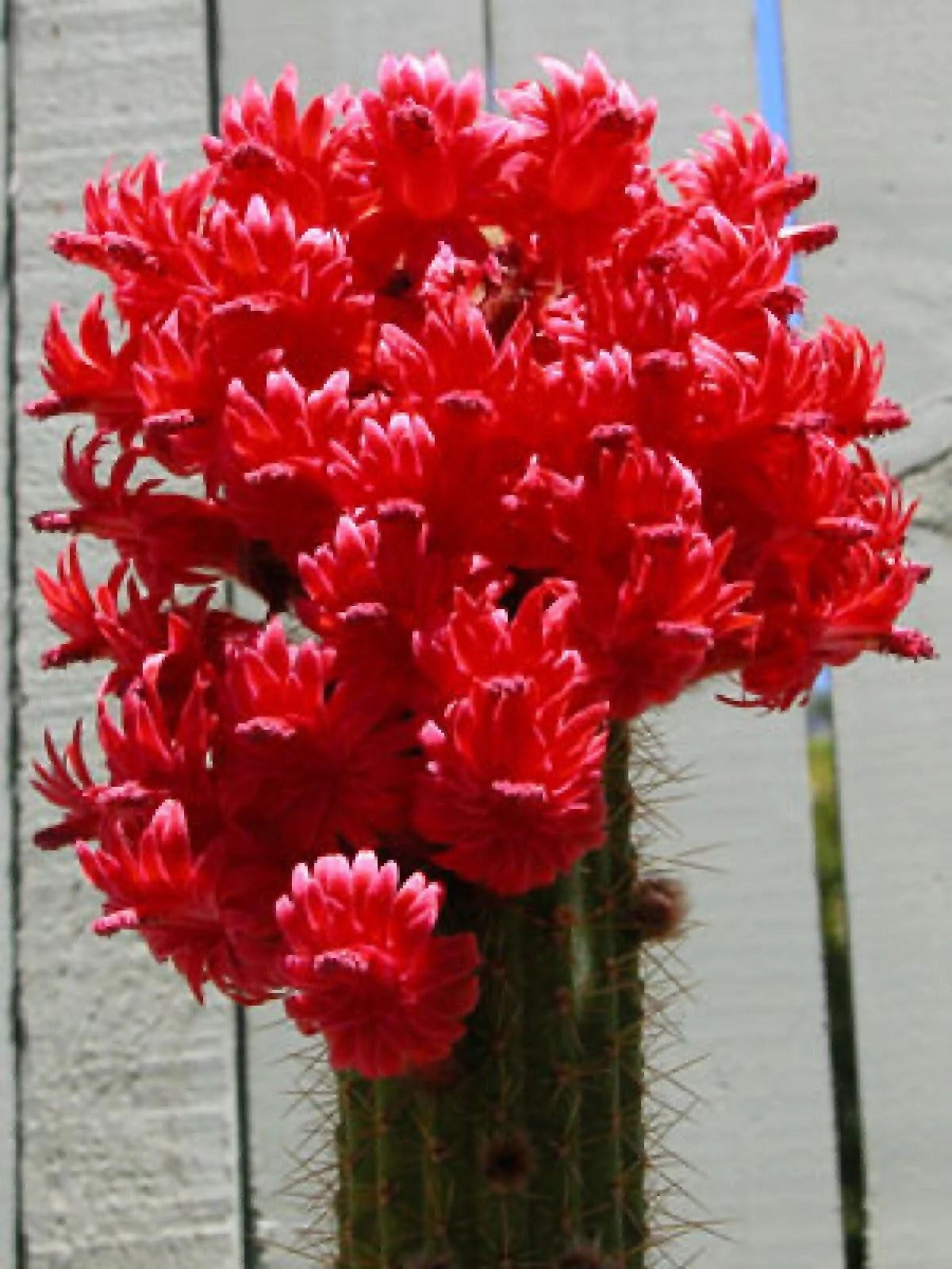 Red Torch Cactus Seeds - Showy Bolivicereus s. | Ideal Houseplant for Indoor Gardening