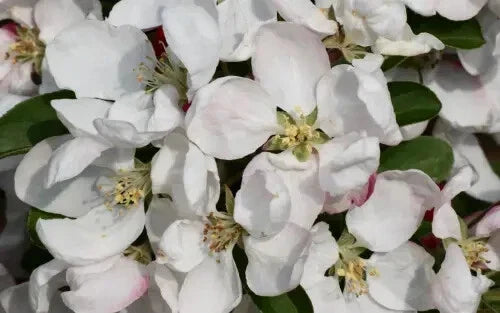 Golden Gem Crabapple Seeds - 25+ Seeds for Garden Planting - Malus coronaria - USA