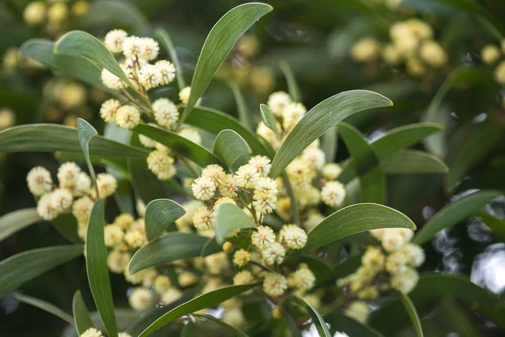 30 Australian Blackwood Tree Seeds for Planting, Acacia melanoxylon, High Germination Rate, Eco-Friendly Gardening