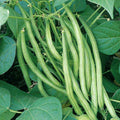 Tendergreen Green Bean Seeds - 30+ Count - Improved Variety - Phaseolus vulgaris - For 2025 Planting