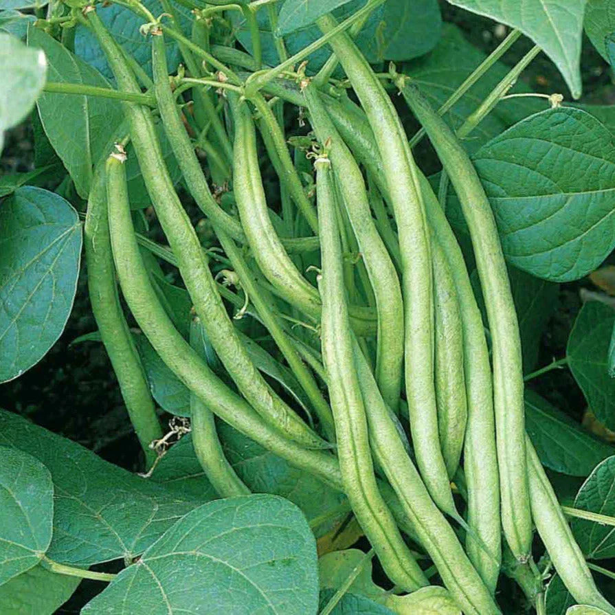 Tendergreen Green Bean Seeds - 30+ Count - Improved Variety - Phaseolus vulgaris - For 2025 Planting