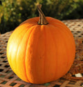 Connecticut Field Pumpkin Seeds | Heirloom Vegetable Seeds for Planting | Patch Pumpkins (Cucurbita pepo) 2025