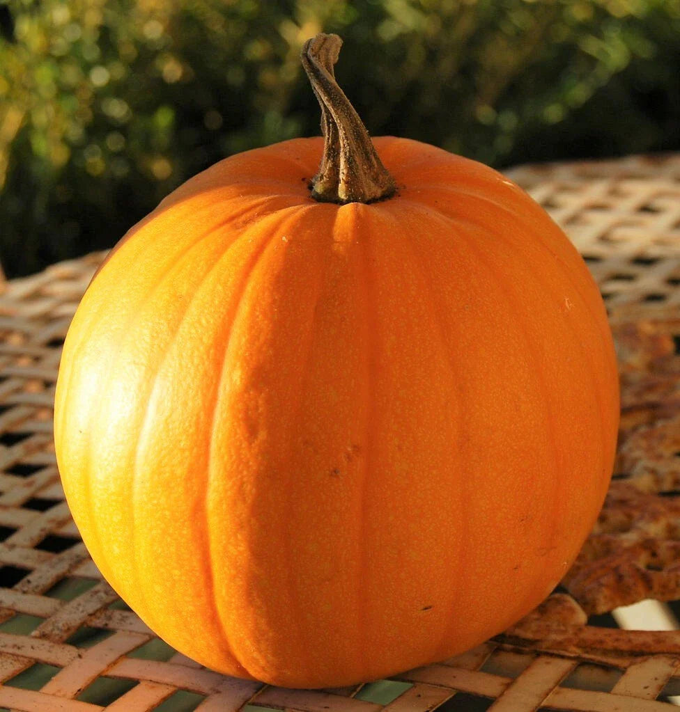 Connecticut Field Pumpkin Seeds | Heirloom Vegetable Seeds for Planting | Patch Pumpkins (Cucurbita pepo) 2025