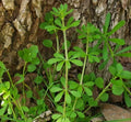 Cleavers Herb Seeds - 20 Heirloom Sticky Willie (Galium aparine) Medicinal Herb Seeds for Planting and Herbal Remedies