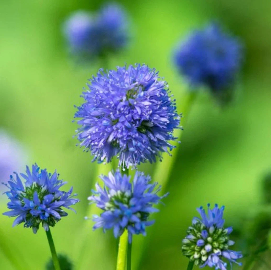 Globe Gilia Seeds - 500 Pack - Blue Flower Seeds - Gilia capitata