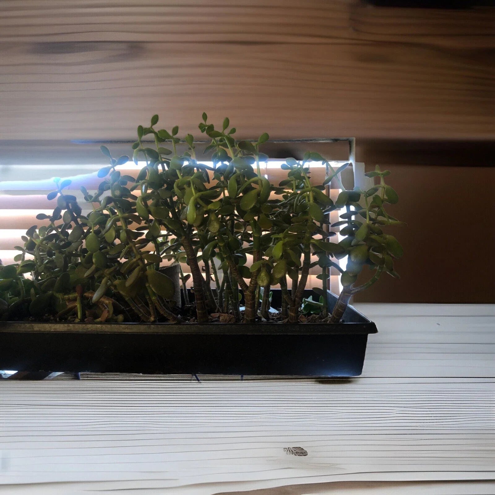 Large Rooted Cutting Jade Plant 12" Tall Crassula ovata, Succulent Indoor Plant, Green Foliage for Home Decor