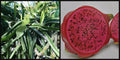 Dragon Fruit Cuttings 8" Halley's Comet Red Flesh Pitahaya Hylocereus