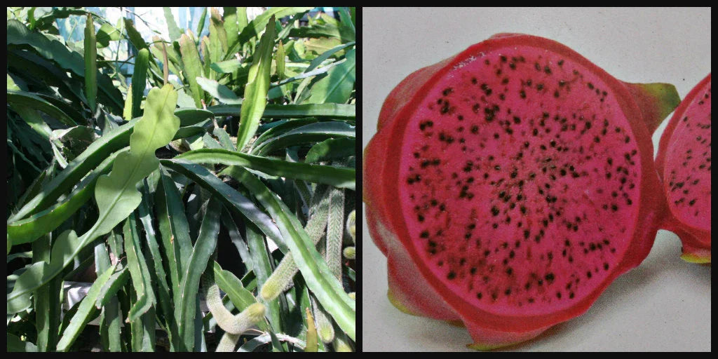 Dragon Fruit Cuttings 8" Halley's Comet Red Flesh Pitahaya Hylocereus
