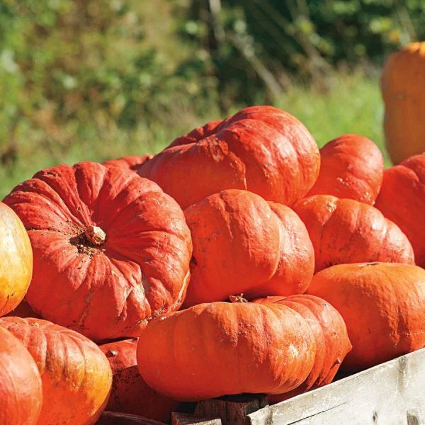 Cinderella Pumpkin Seeds | Heirloom Rouge Vif D'Etampes Variety | Organic Non-GMO | Cucurbita pepo