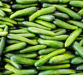 Alpha Cucumber Seeds for Planting, 30 Seeds, Persian Beit Alpha, Lebanese (Cucumis sativus)