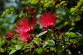 Red Mimosa Tree Seeds - 10 Pack - Silk Albizia julibrissin - Perennial Persian Seed