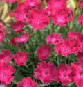 Dianthus Vivid Cherry Seedling - Bare Root Perennial Plant with Vibrant Red Flowers - Dianthus spp. - Ideal for Full Sun Gardens