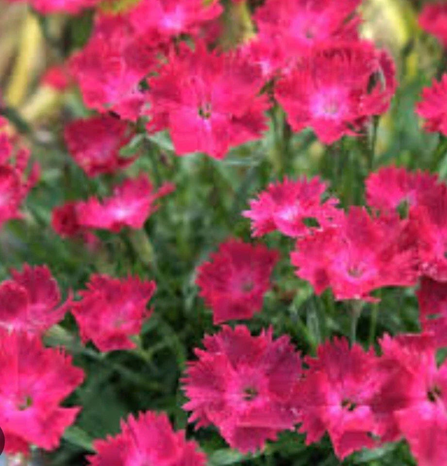 Dianthus Vivid Cherry Seedling - Bare Root Perennial Plant with Vibrant Red Flowers - Dianthus spp. - Ideal for Full Sun Gardens