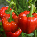 Yolo Wonder Improved Bell Pepper Seeds - Non-GMO Heirloom for 2025 Planting - Capsicum annuum