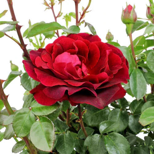 Rose Bush 1-2' Red True Spirit Live Plant Rosa 'True Spirit' Full Sun Zones 5-10