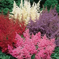 50 Astilbe Seeds - White Pink Red Perennial Garden Flowers - Bunter Shade - Astilbe spp.