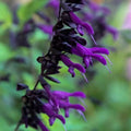 Purple Black Salvia Seeds - 50 Perennial Flower Seeds for Hummingbirds - Salvia guaranitica
