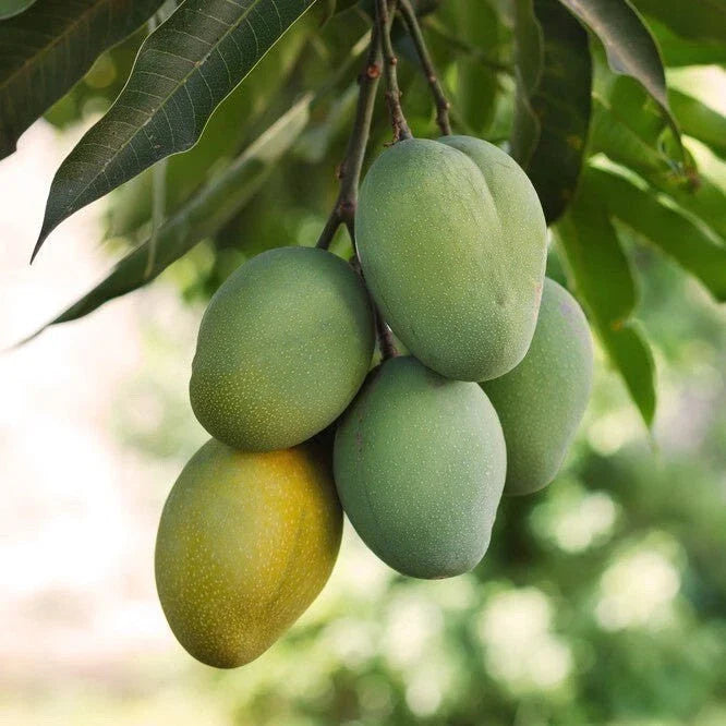 Grafted Ice Cream Mango Seedling - Live Fruit Plant - 3G Pot - Mangifera indica - No CA Shipping