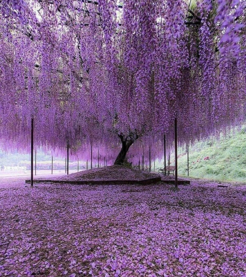 Wisteria Trees Set - 6-8" Tall - Blue-Violet Blooms - 4" Pot - Wisteria sinensis