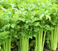Tall Utah 52 Celery Seeds, 1,000 Seeds, Non-GMO, Organic Celery Seeds, Apium graveolens