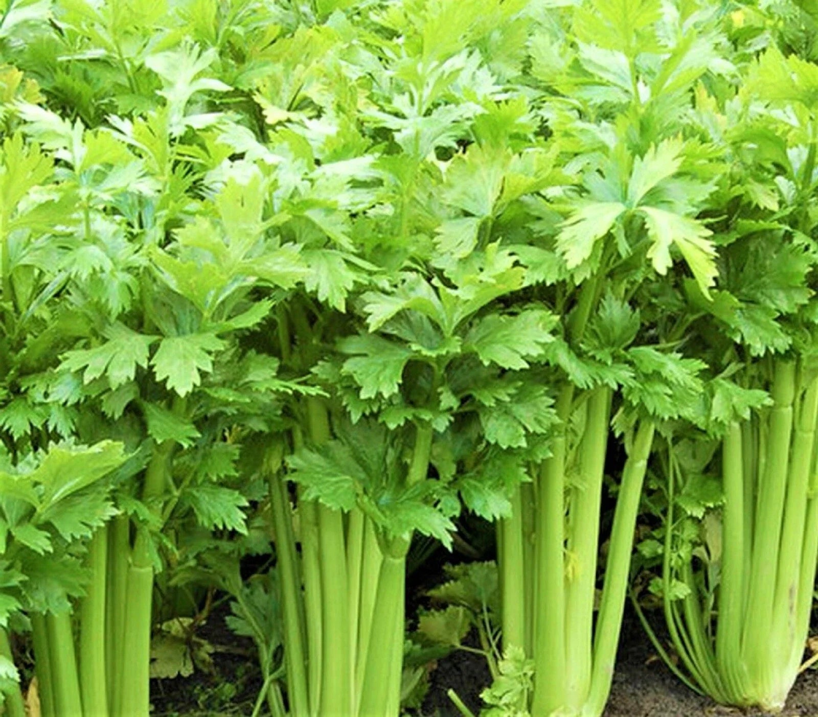Tall Utah 52 Celery Seeds, 1,000 Seeds, Non-GMO, Organic Celery Seeds, Apium graveolens