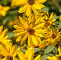 Sunflower Seeds - Maximilian Perennial Heirloom - Abundant Blooms - Free Shipping