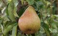 Doyenne du Comice Pear Seeds - 25+ Pack for Garden Planting - Pyrus communis - USA, Free Shipping
