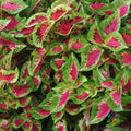 Coleus Seeds - 25+ Premium Sun Watermelon Variety - Perfect for Garden - Solenostemon scutellarioides