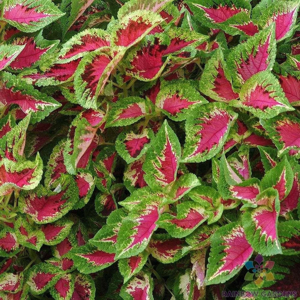 Coleus Seeds - 25+ Premium Sun Watermelon Variety - Perfect for Garden - Solenostemon scutellarioides