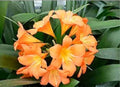 Large Orange Clivia Plant Bare Root - Clivia miniata - Indoor/Outdoor Flowering Houseplant - US Seller