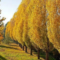Lombardy Poplar Trees Live Cuttings - Rare Fast-Growing Privacy Trees - Populus nigra 'Italica'