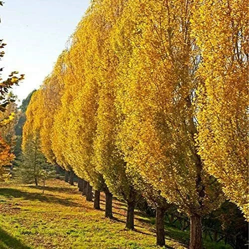 Lombardy Poplar Trees Live Cuttings - Rare Fast-Growing Privacy Trees - Populus nigra 'Italica'