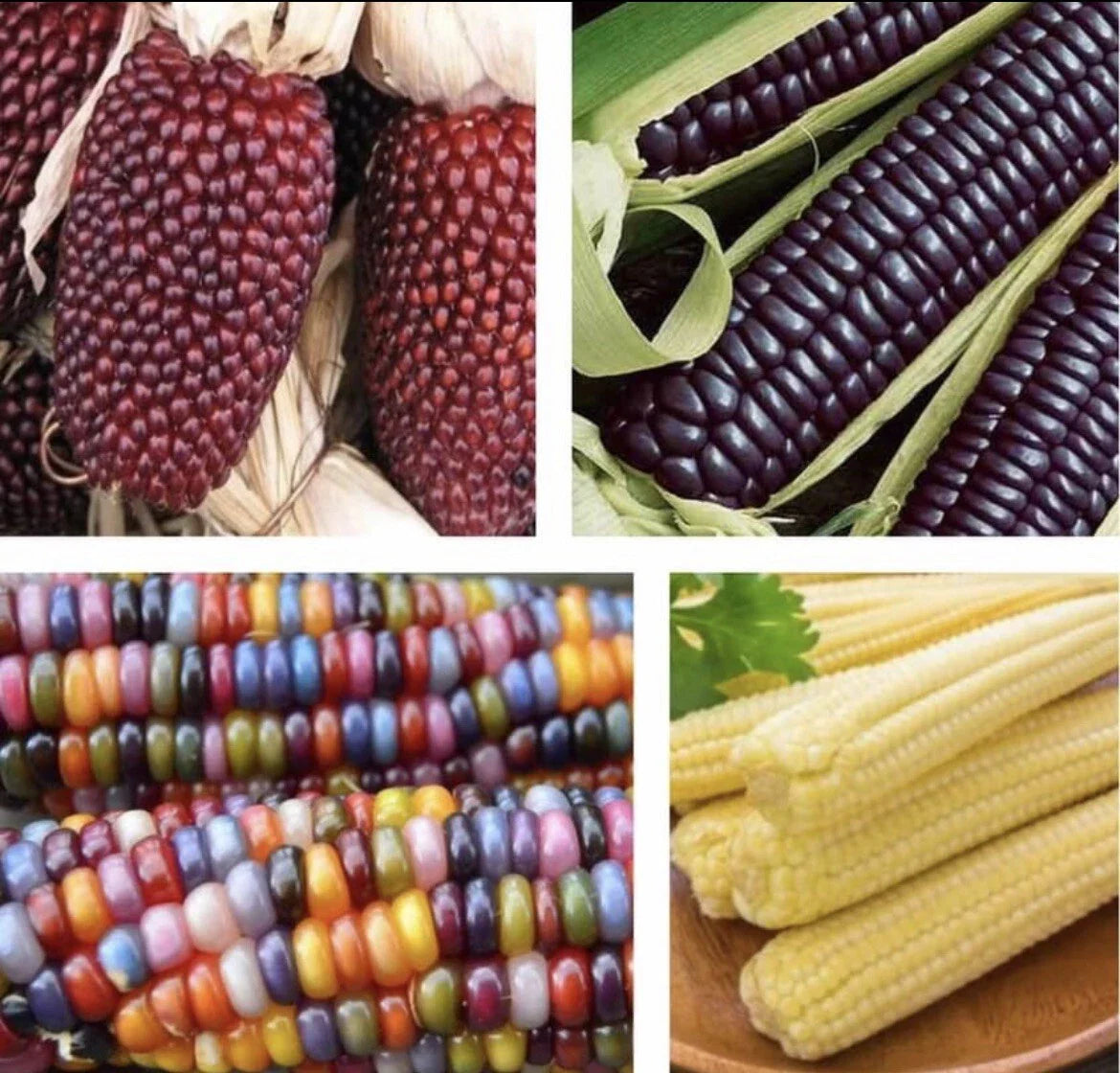 Blue Corn Seeds 4 Pack - Glass Gem Corn, Japanese Baby Corn, Strawberry Corn - Zea mays