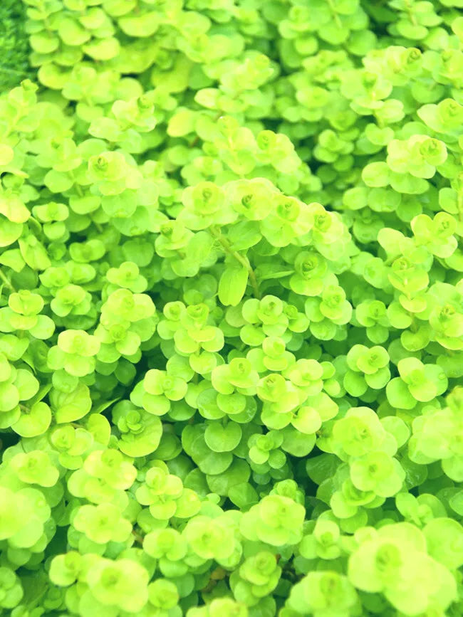 Golden Creeping Jenny Live Plants Set of 6 Lysimachia nummularia 'Aurea' Lime Foliage Yellow Flowers
