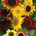 Sunflower Seeds Mix, 25+ Varieties, Non-GMO Flower Seeds, Helianthus annuus, USA Grown