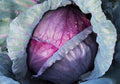 Red Acre Cabbage Seeds - 300+ Seeds - Heirloom Vegetable for Healthy Garden - Brassica oleracea