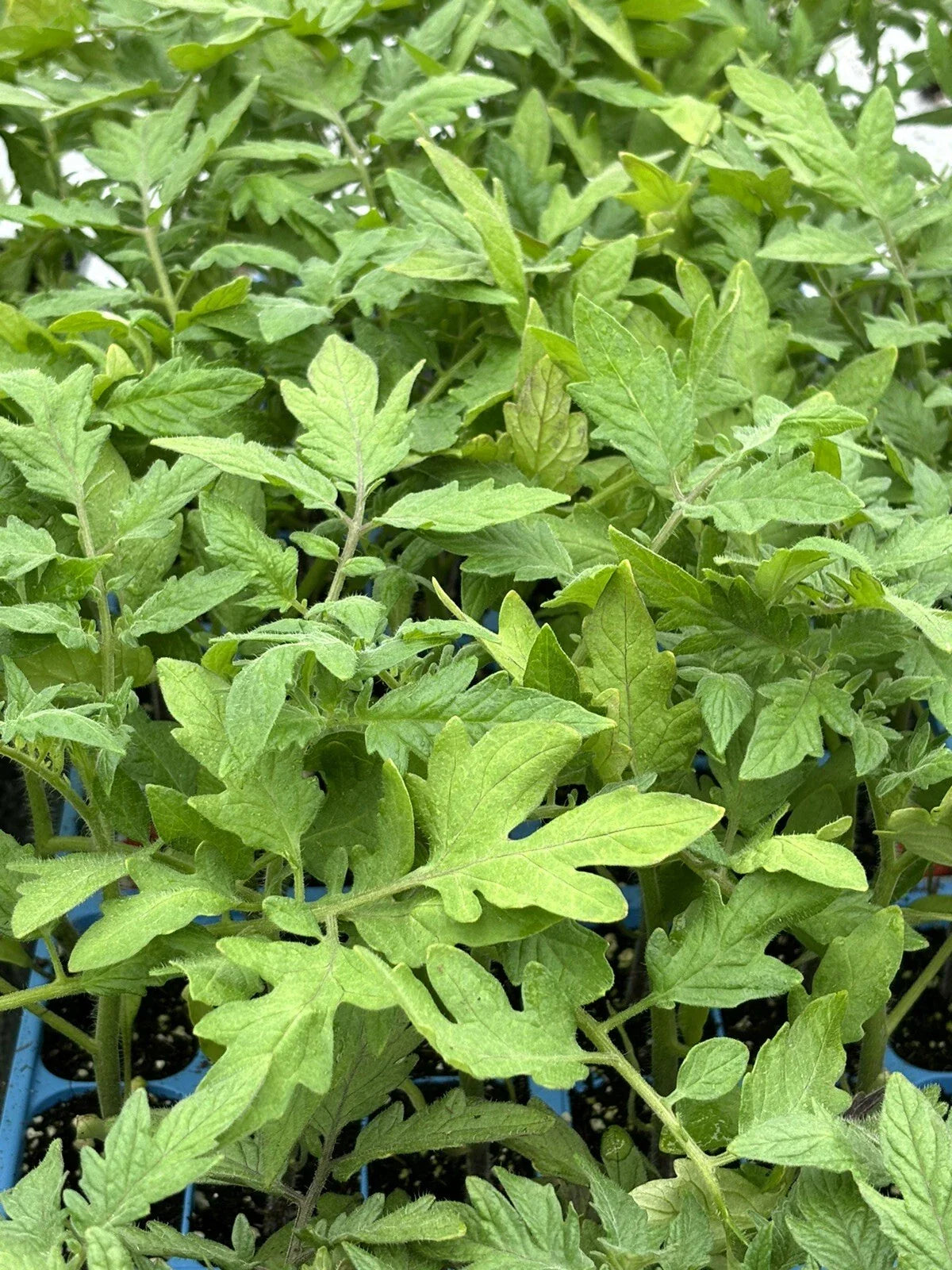 Lot of 2 Park's Whopper Tomato Live Plants - 6 to 10 Inches - Solanum lycopersicum