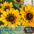Finesse Blanket Flower Seeds - 200 Non-GMO Flower Seeds - Gaillardia Aristata - Vibrant Garden Blooms